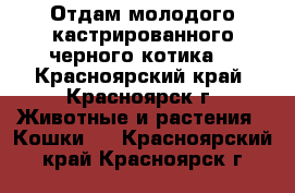 Отдам молодого кастрированного черного котика  - Красноярский край, Красноярск г. Животные и растения » Кошки   . Красноярский край,Красноярск г.